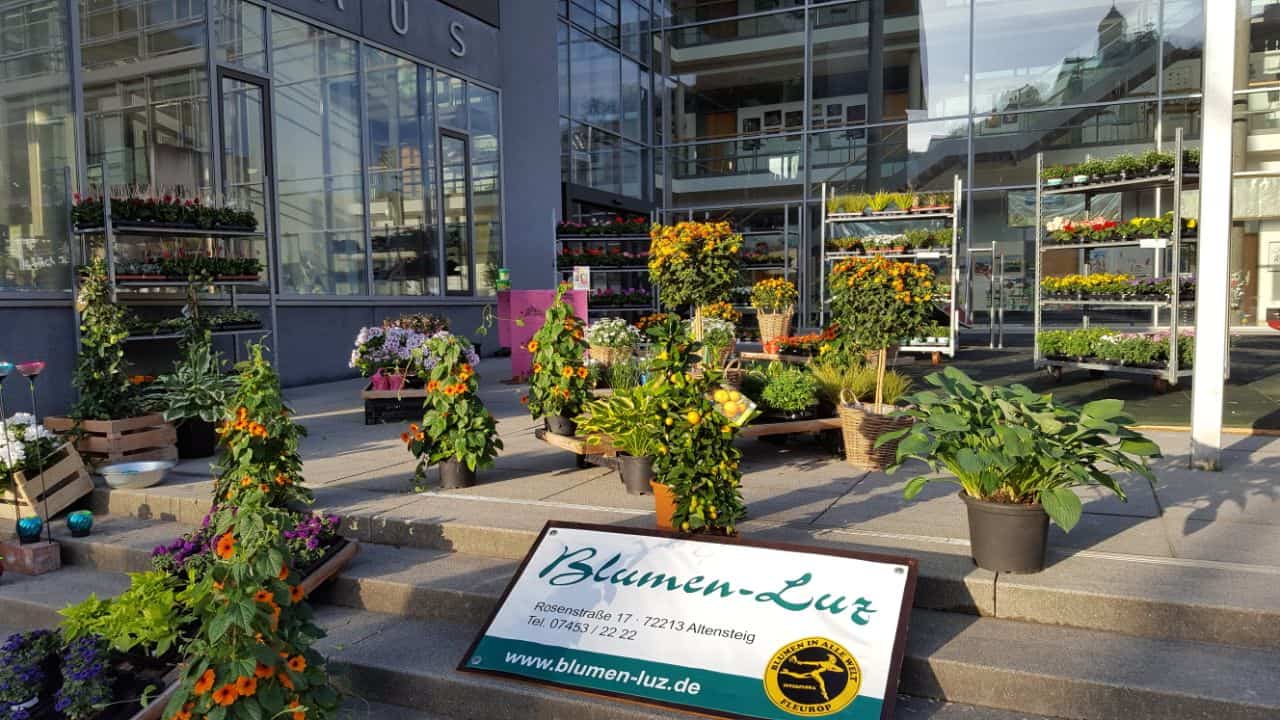 Altensteiger Blumenmarkt 2017 Blumen-Luz (2)